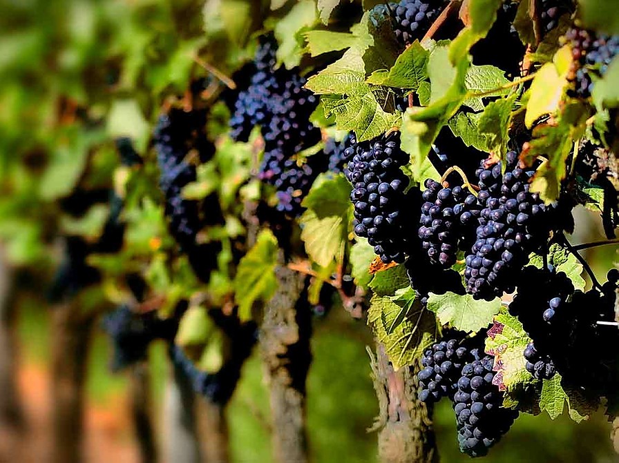 viñedo1