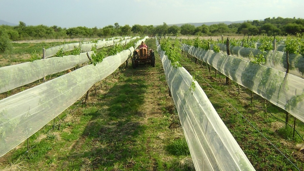 viñedo2