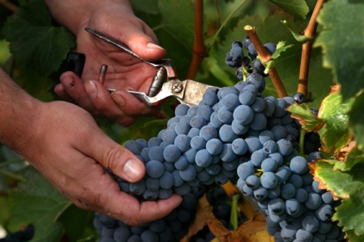 viñedo5
